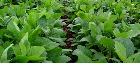 Profesora de la UCAV gana un premio por las galletas Biskotaki
