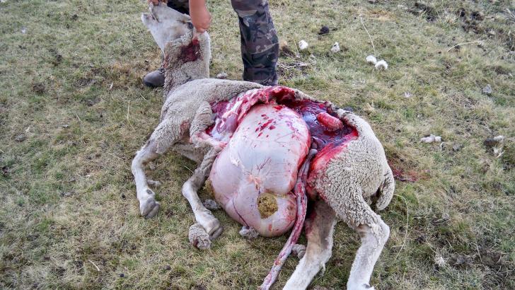 El lobo ha vuelto para quedarse