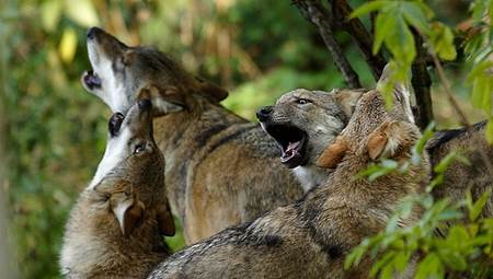 El lobo ha vuelto para quedarse