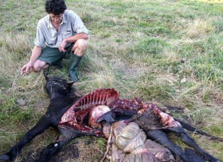 El campo sufre una oleada de ataques de lobo
