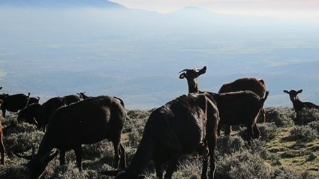 Candeleda celebra una jornada nacional del caprino
