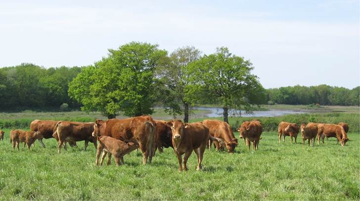 Ávila se pasa a la ecológica