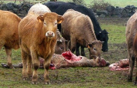 Las indemnizaciones por ataque de lobo han de garantizarse