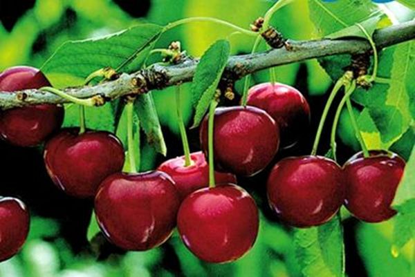 Principales beneficios de la Cereza del Jerte para la salud