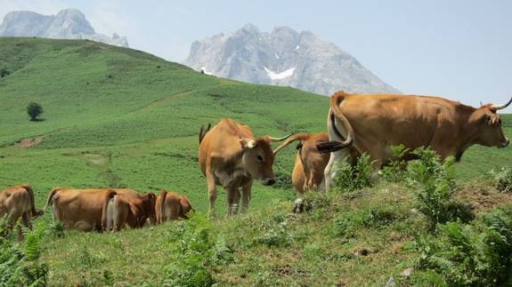 El PSOE aboga por una Ley de Pastos ajustada a nuestra realidad