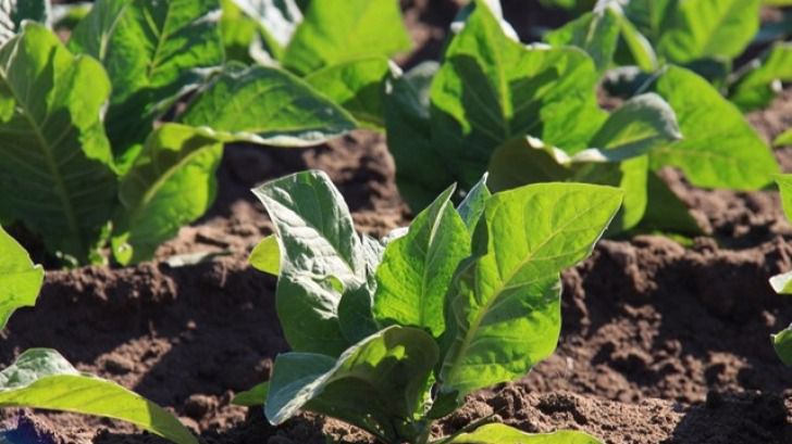 Los socialistas salen en defensa del tabaco Burley de Candeleda