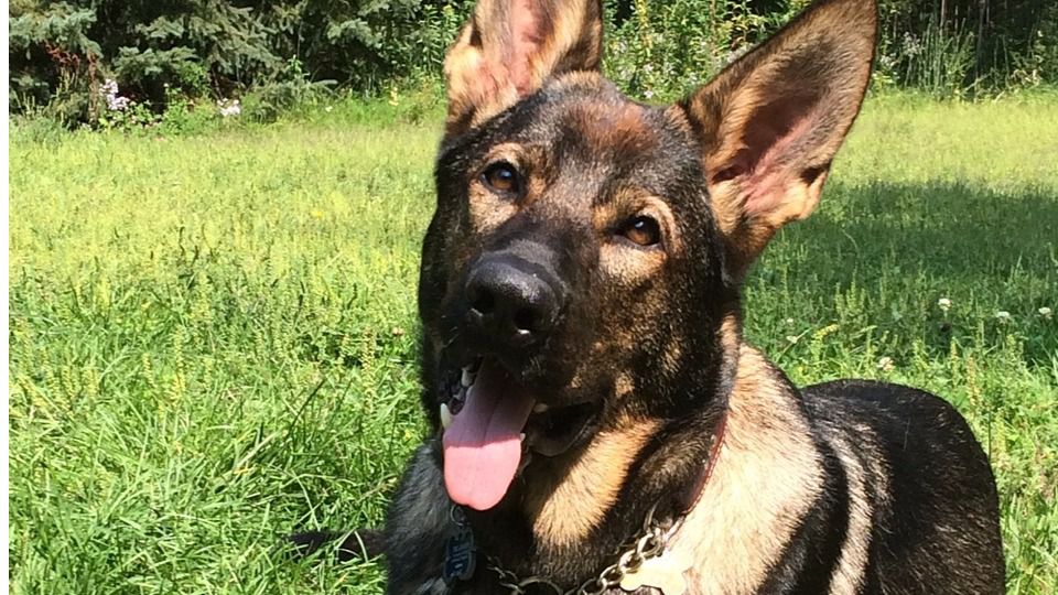Día de Policía en Ávila cuatro perros serán distinguidos por primera vez