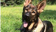 Día de Policía en Ávila cuatro perros serán distinguidos por primera vez