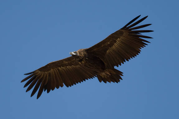 Los ecologistas exigen una investigación tras la muerte de seis buitres negros en Centro de Tratamiento de Residuos