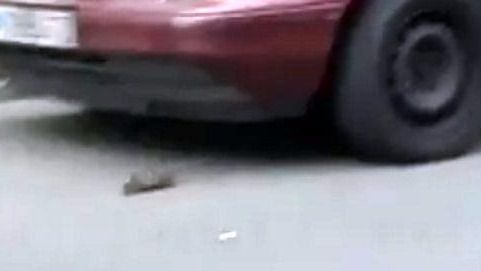 Controlen esa plaga de ratas