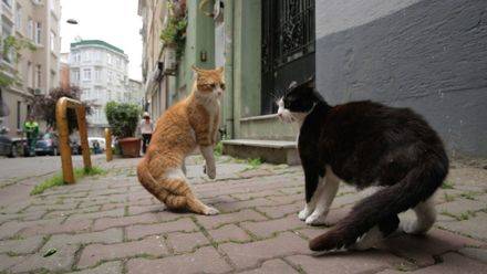 Kedi (Gatos de Estambul)
