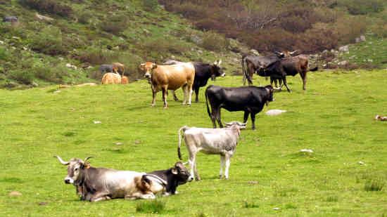 Agricultura y Ganadería convoca las elecciones para renovar los vocales de los consejos reguladores de 18 figuras de calidad