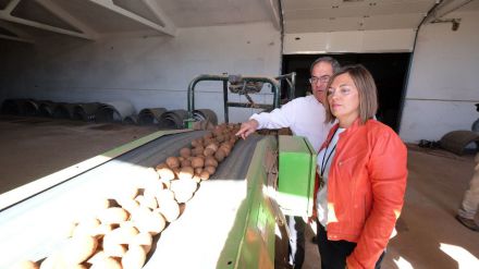 Crece un 2,9 % la superficie de patata en Castilla y León y alcanza las 20.500 hectáreas
