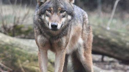 Un nuevo ataque de lobos en Piedrahíta (Ávila) acaba con un ternero de dos meses por lo que UPA-COGA pide mas controles