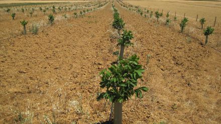 Agricultura y Ganadería de Castilla y León destina 2,5 millones de euros al fomento de organizaciones de productores