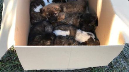 La protectora Huellas de Ávila condena el abandono de seis cachorros de mastín