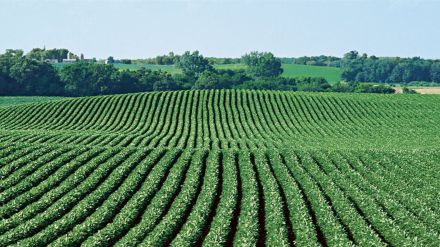 Agricultura y Ganadería triplica su apoyo a la suscripción de seguros agrarios en Castilla y León