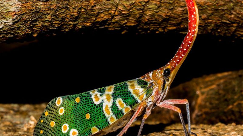 El gobierno de las cigarras