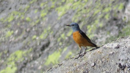 Más de veinte aficionados a las aves conocen las especies abulenses