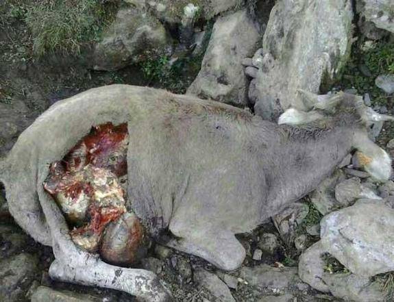 Jesus Caro pide mayor vigilancia al lobo