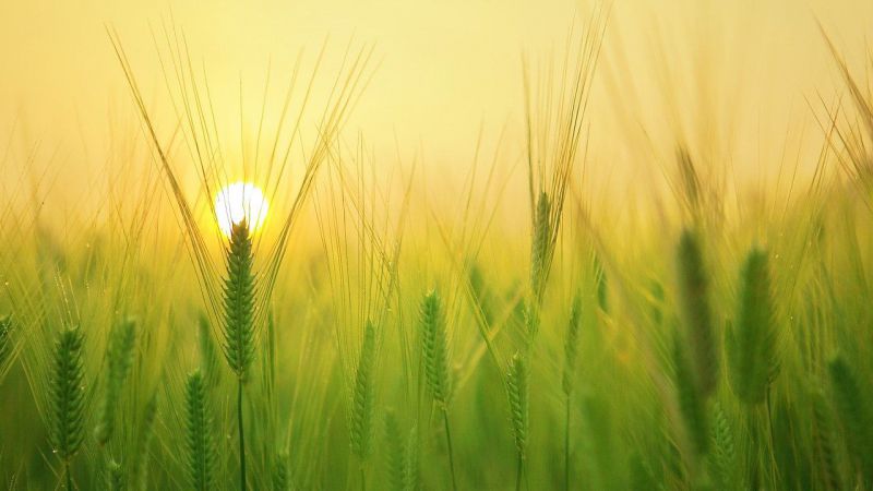 ASAJA solicita su incorporación a la Plataforma Agroalimentaria