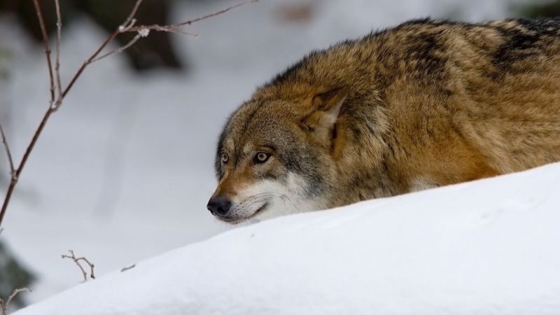 Organizaciones agrarias convocan una marcha en defensa de la ganadería y contra la sobreprotección del lobo
