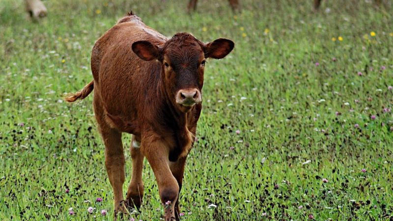 Castilla y León es declarada oficialmente libre de brucelosis bovina y avanza muy positivamente en otras áreas de sanidad animal