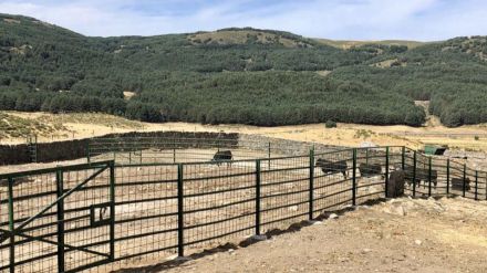 La Diputación celebra la subasta de ganado avileño de 'El Colmenar' el 8 de mayo