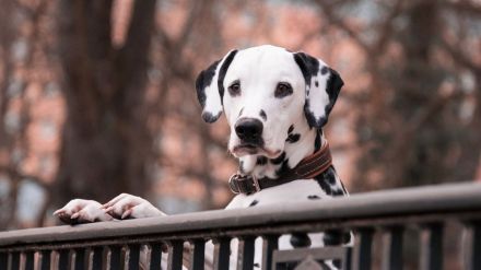 Cierre temporal de las zonas acotadas para perros entre el 12 y 13 de abril