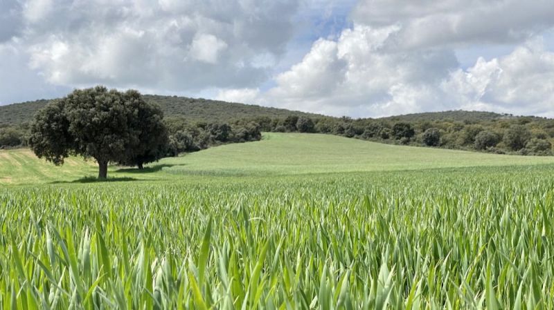 La importancia de 'defender urgentemente el sector agroalimentario abulense'