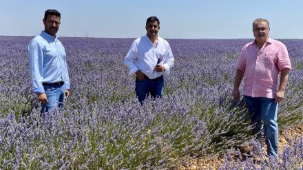 La Diputación se interesa por el modelo agroturístico del cultivo de lavanda con el objetivo de extrapolarlo a La Moraña