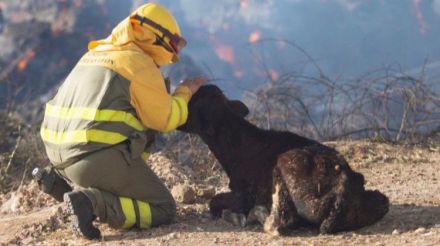 Sistema de apoyo para la distribución de alimento y agua para el ganado afectado por el incendio de Navalacruz