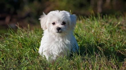 Tratamiento de la zonas acotadas para perros en Ávila