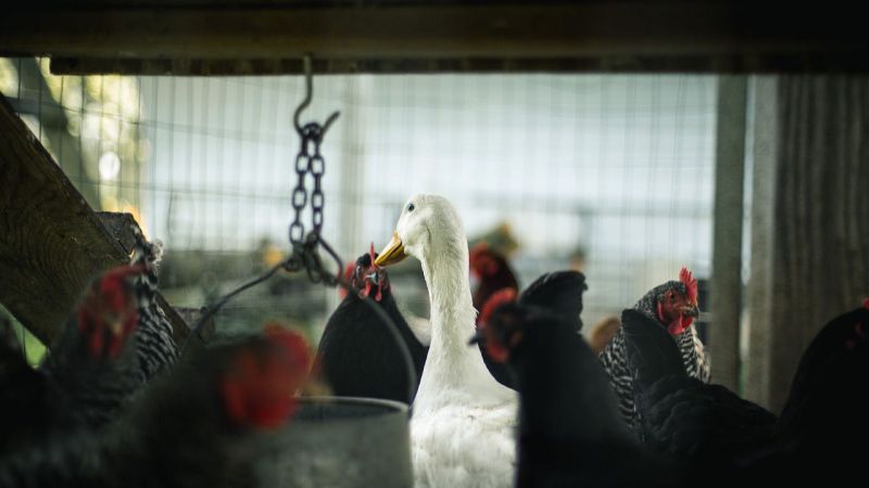 Abierto el plazo para solicitar ayudas para la vacunación frente a la salmonela en avicultura