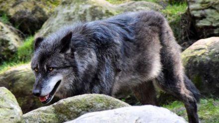 ASAJA-Ávila exige soluciones al problema de los ataques de lobo