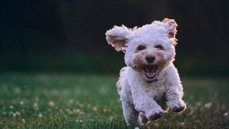 Ávila se prepara para preservar la salud de las mascotas