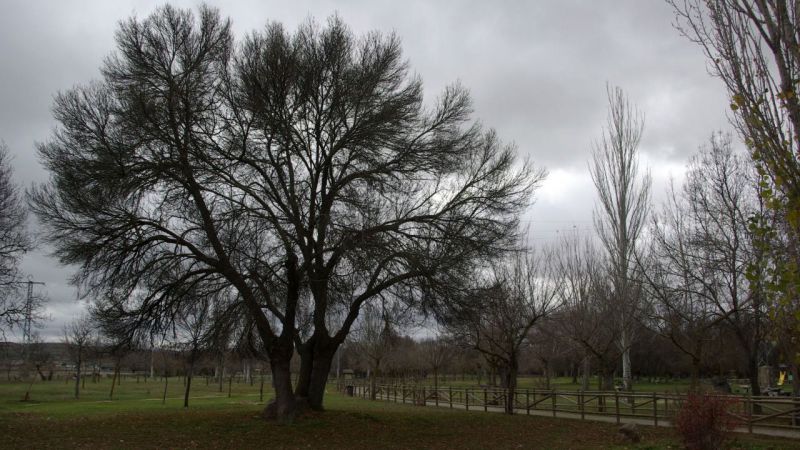 Jornada local de campo a través en Ávila en los juegos escolares