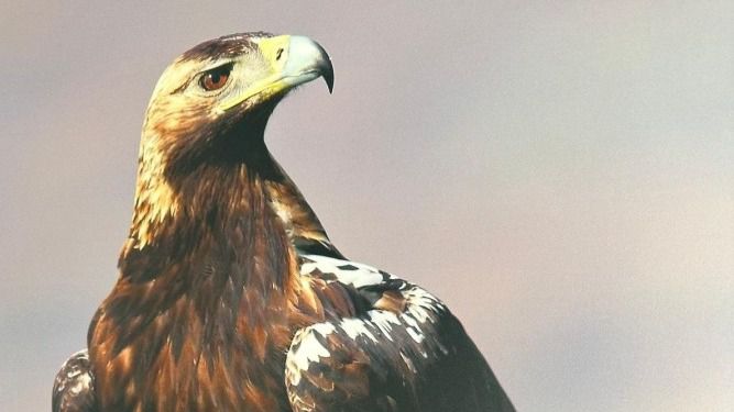 IX edición del curso 'Conoce las aves de Ávila'