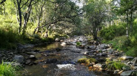 El hábitat del desmán ibérico mejorará en Ávila y Soria