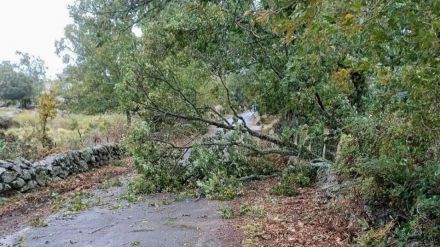 El viento causa diversas incidencias en la provincia de Ávila