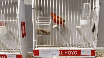 El Concurso Ornitológico de FEORCALE atrae en Arévalo a 1.350 pájaros