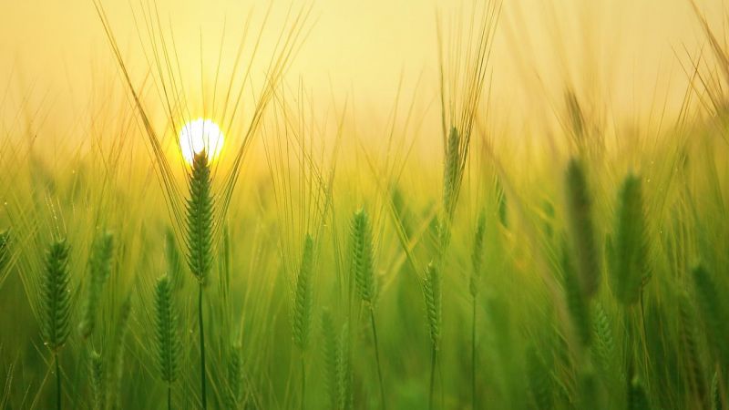 Tres explotaciones agrícolas de Ávila se suman al Programa CULTIVA