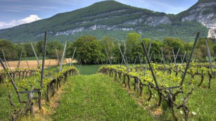 El Gobierno activa la cosecha en verde para estabilizar el mercado vitivinícola