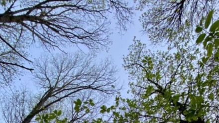 Diputación impulsa jornadas de prevención de incendios forestales en abril