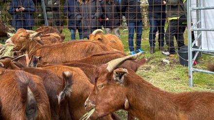 El rebaño de cabras guisandesas de la Diputación alcanza las 36 y realiza su primera trashumancia