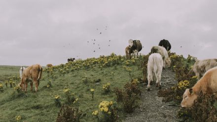 Junta de Castilla y León habilita formulario para ayuda alimentaria a ganaderos afectados por incendios