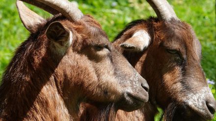 Las cabras guisanderas de Ávila participan en la Fiesta de Trashumancia en Madrid