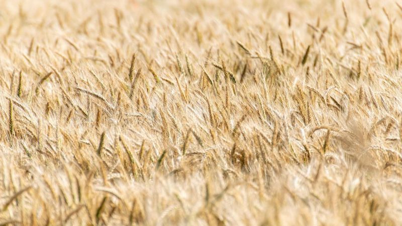 La Junta pide al Gobierno medidas para afrontar la caída de precios en cereales y el aumento de remolacha ucraniana