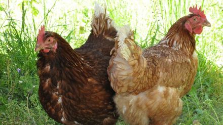 González Corral informa que no hay nuevos casos de gripe aviar en Castilla y León