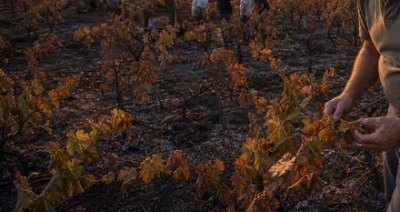 La DOP Cebreros enfrenta una vendimia complicada tras incendios en 200 hectáreas